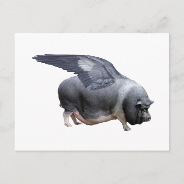 flying pig postcard (Front)