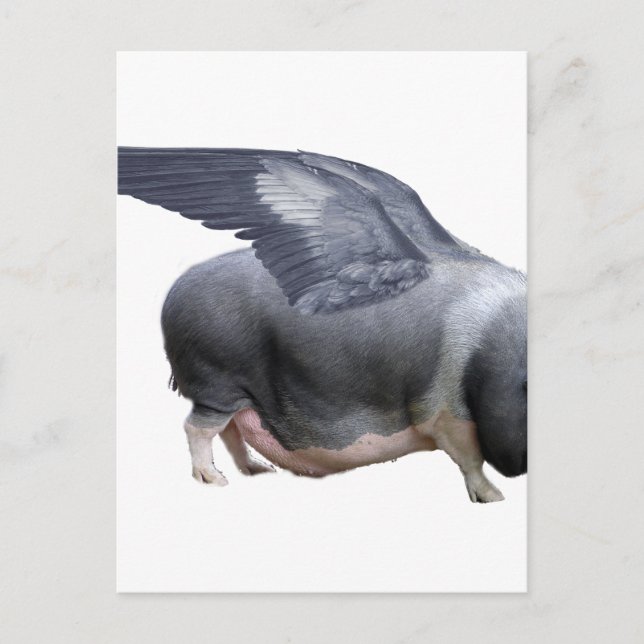 flying pig postcard (Front)