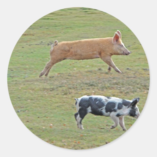 Flying pigs classic round sticker (Front)