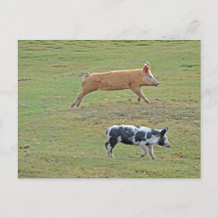 Flying pigs postcard