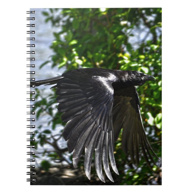 Flying Raven in Sunlight Wildlife Photo Notebook (Front)
