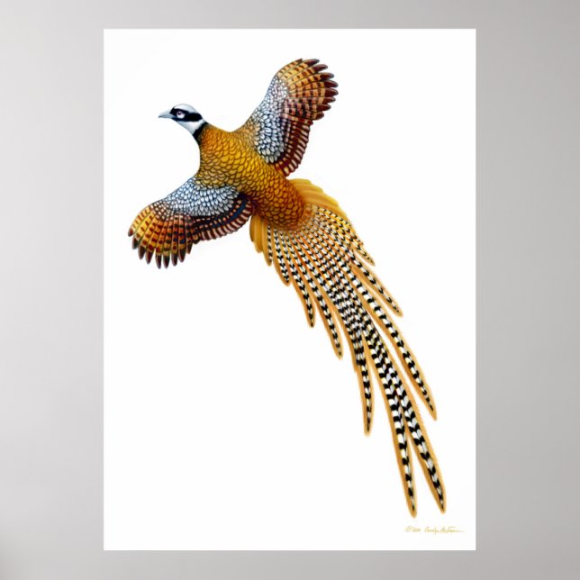 Flying Reeves Pheasant Print (Front)