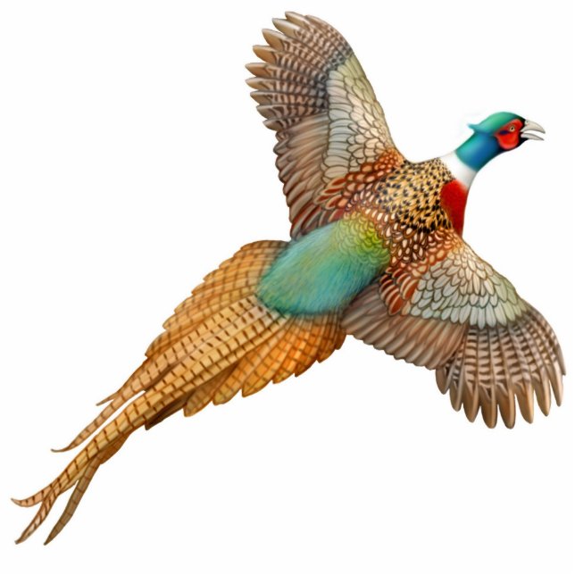 Flying Ringneck Pheasant Ornament Photo Sculpture Decoration (Front)