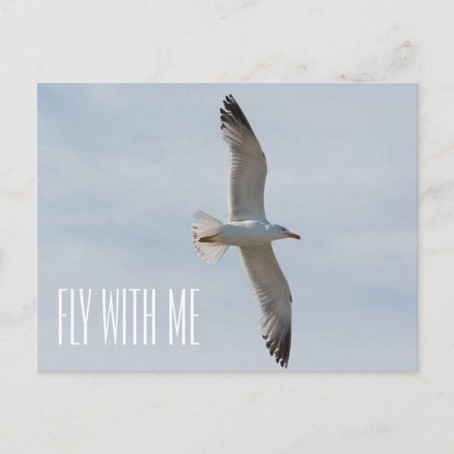 Flying seagull postcard (Front)