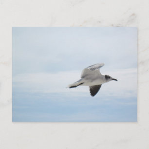 Flying Seagull Postcard
