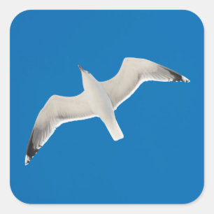 Flying seagull square sticker