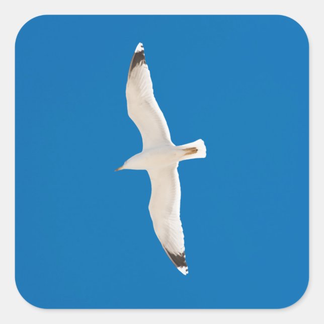 Flying seagull square sticker (Front)