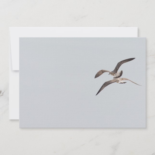 Flying seagulls (Front)