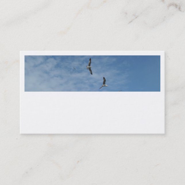 Flying Seagulls Business Cards (Front)