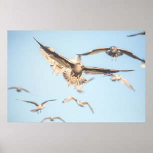 Flying Seagulls Nature Photo Poster