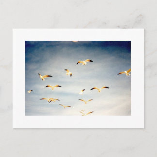 Flying Seagulls Postcard