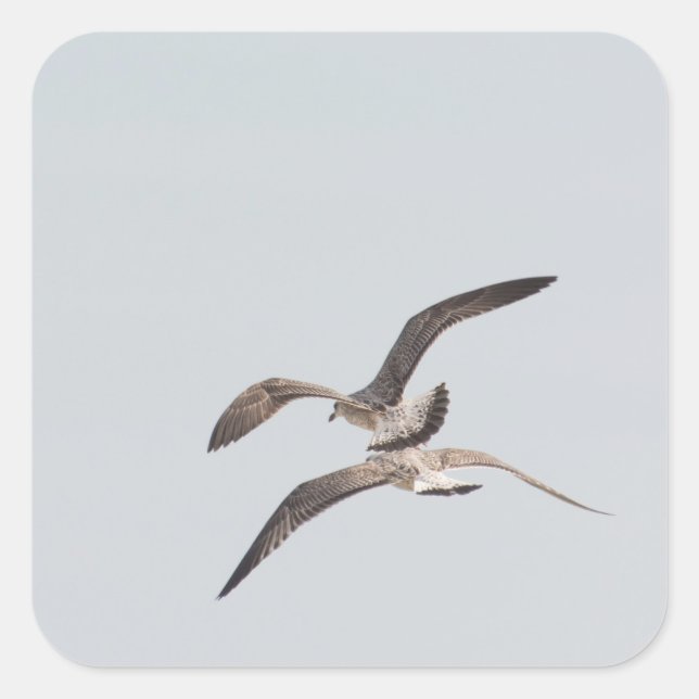 Flying seagulls square sticker (Front)