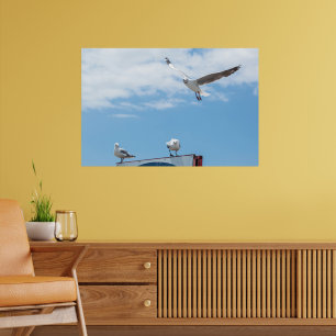 Flying Sitting Seagulls Birds Blue Sky Poster
