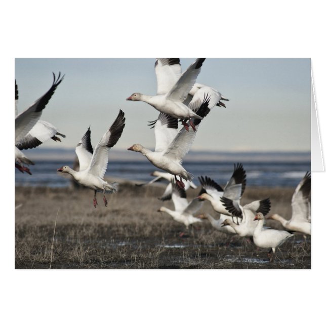 Flying Snow Geese (Front Horizontal)