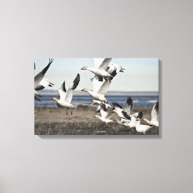 Flying Snow Geese Canvas Print (Front)