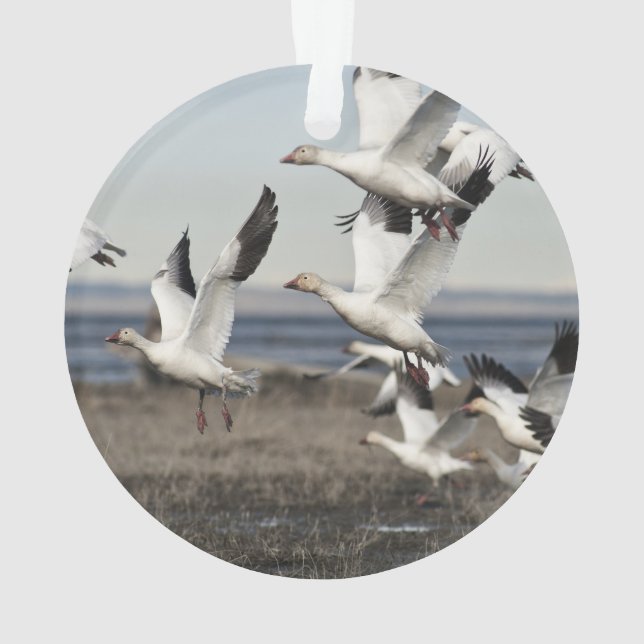 Flying Snow Geese Ornament (Back)