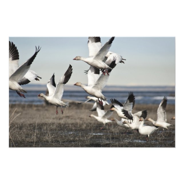 Flying Snow Geese Photo Print (Front)