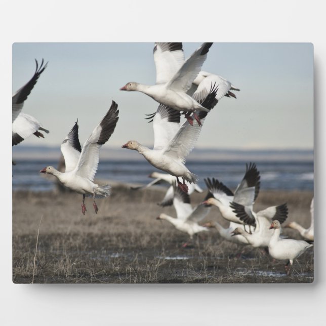 Flying Snow Geese Plaque (Front)
