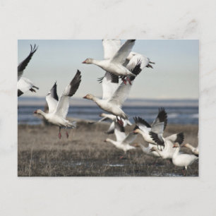 Flying Snow Geese Postcard