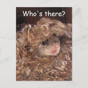 Flying Squirrel Postcard