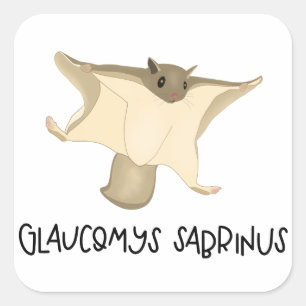 Flying squirrel sticker