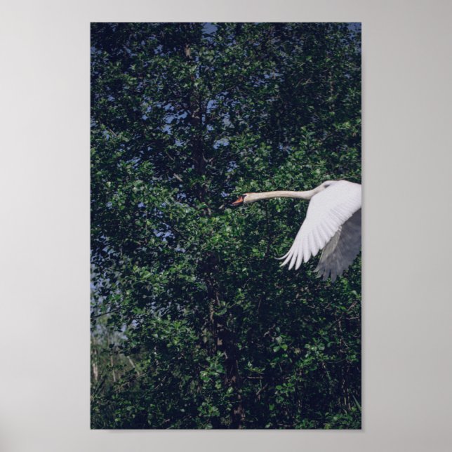 Flying Swan Nature Bird Wild Life Poster (Front)