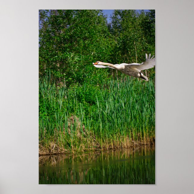 Flying Swan Nature Bird Wild Life Poster (Front)