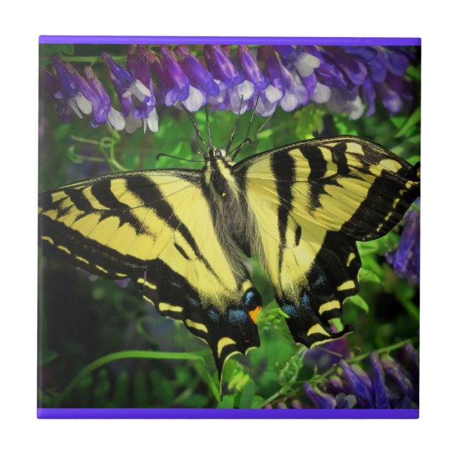 Flying Tiger Butterfly Tile (Front)