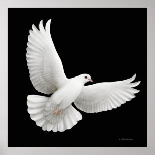 Flying White Dove Print