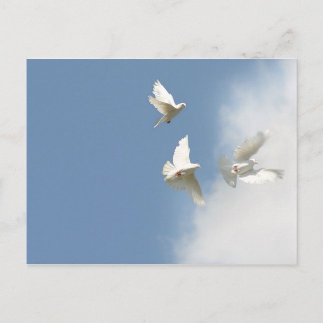 Flying white doves postcard (Front)