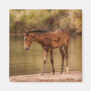 Foal at the river magnet
