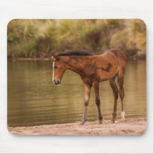 Foal at the river mouse mat