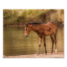 Foal at the river