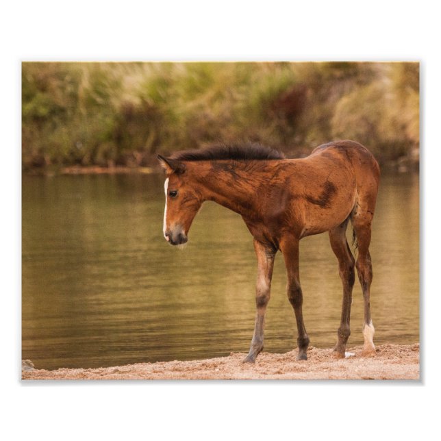 Foal at the river photo print (Front)