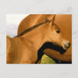 Foal Closeup Postcard