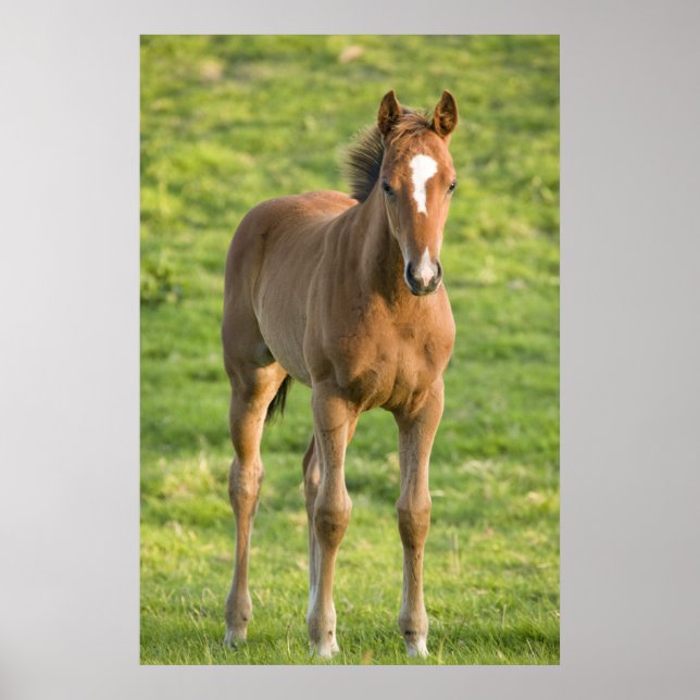 Foal grazing in field in County Wexford, Ireland Poster (Front)