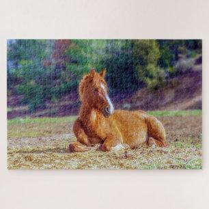 Foal laying down in field jigsaw puzzle
