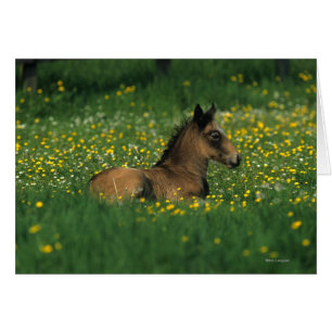 Foal Laying Down in Flowers