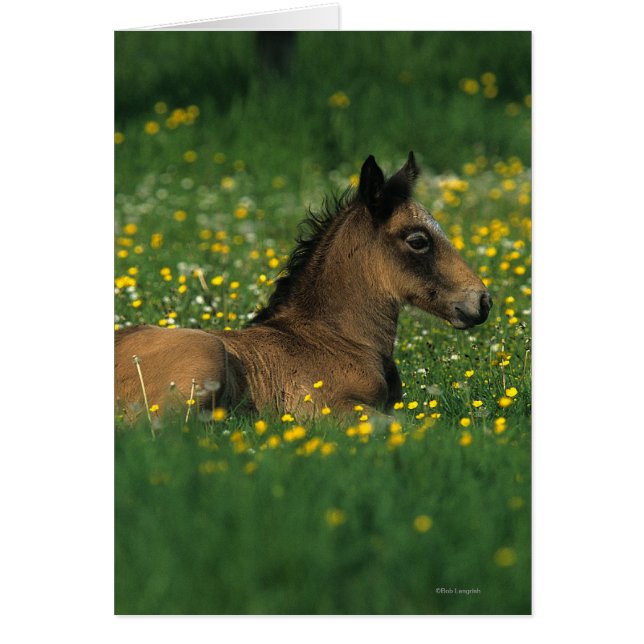 Foal Laying Down in Flowers (Front)