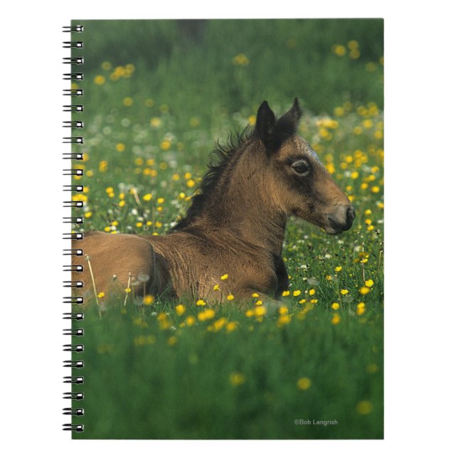 Foal Laying Down in Flowers Notebook (Front)
