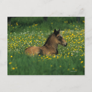 Foal Laying Down in Flowers Postcard