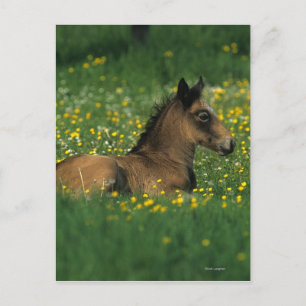 Foal Laying Down in Flowers Postcard