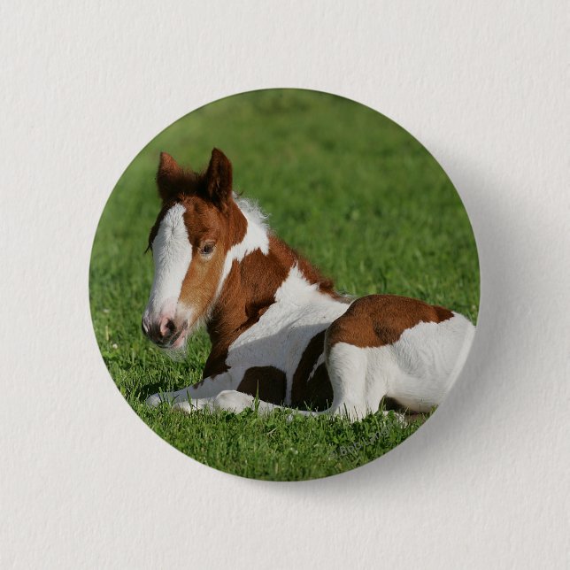 Foal Laying in Grass 6 Cm Round Badge (Front)
