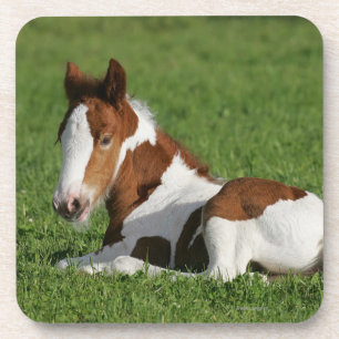 Foal Laying in Grass Coaster