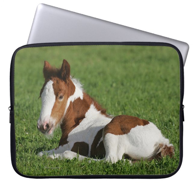 Foal Laying in Grass Laptop Sleeve (Front)