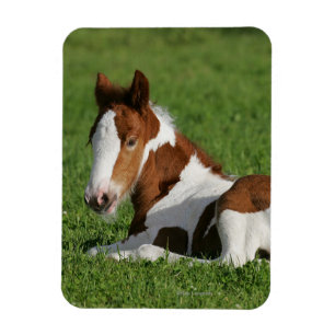 Foal Laying in Grass Magnet