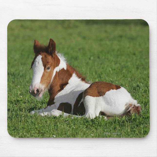 Foal Laying in Grass Mouse Mat (Front)