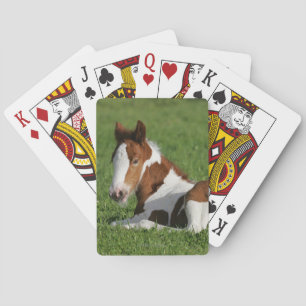 Foal Laying in Grass Playing Cards
