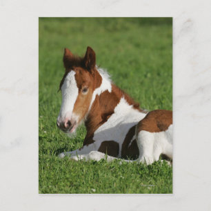 Foal Laying in Grass Postcard