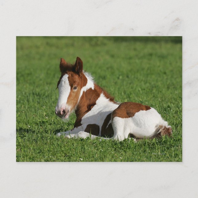 Foal Laying in Grass Postcard (Front)